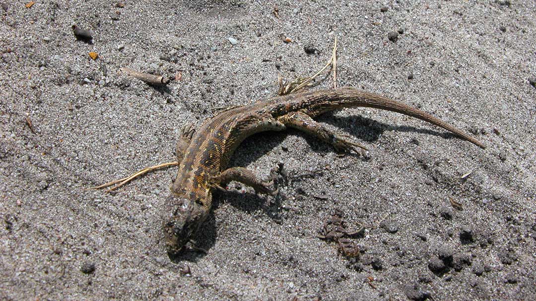 Female sand lizard killed by a scrambler bike