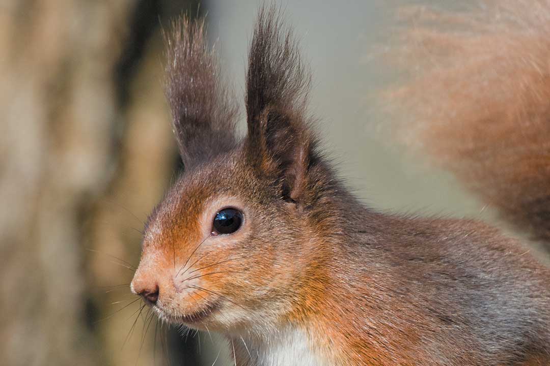 UHP Brownsea-Course-News Squirrel