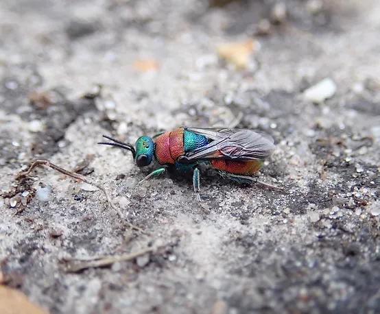 UHP Ruby Tailed Wasp