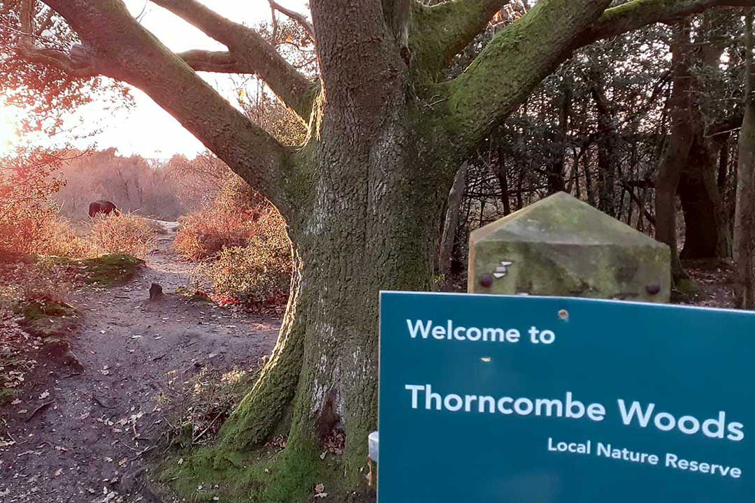 UHP Thorncombe Woods