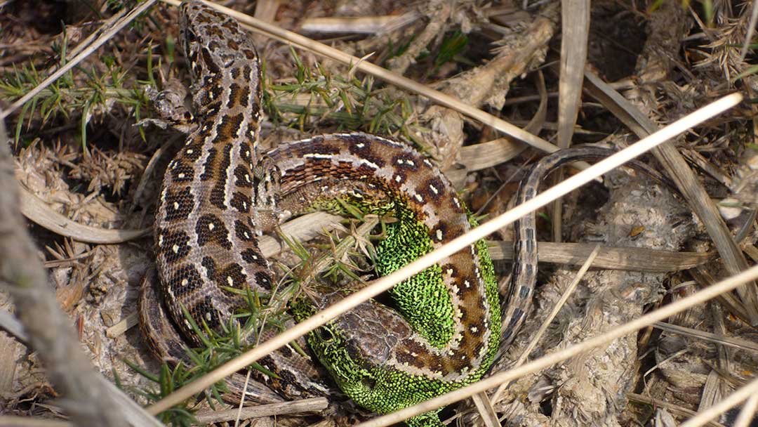 UHP WILDLIFE Heathland Reptiles Sand Lizard credit A Fale