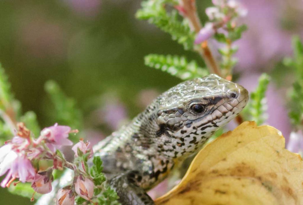 UHP common-lizard