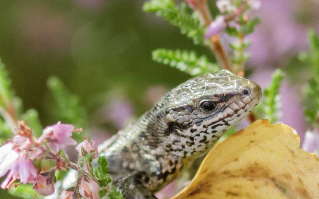 Public encouraged to report wildlife sightings