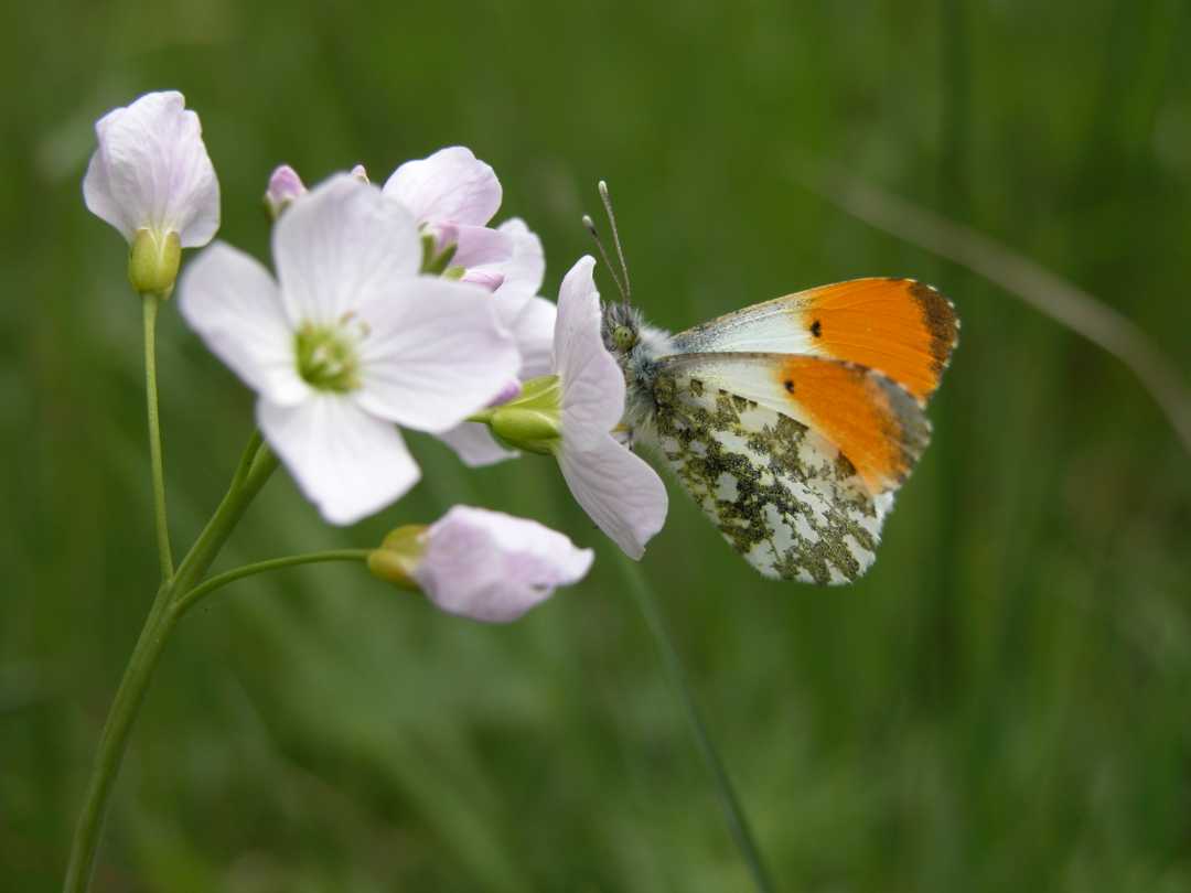 Orange tip butterfly Credit A Fale