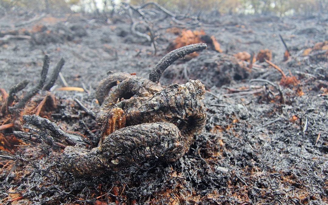 Fire devastates heathland (warning – contains upsetting image)