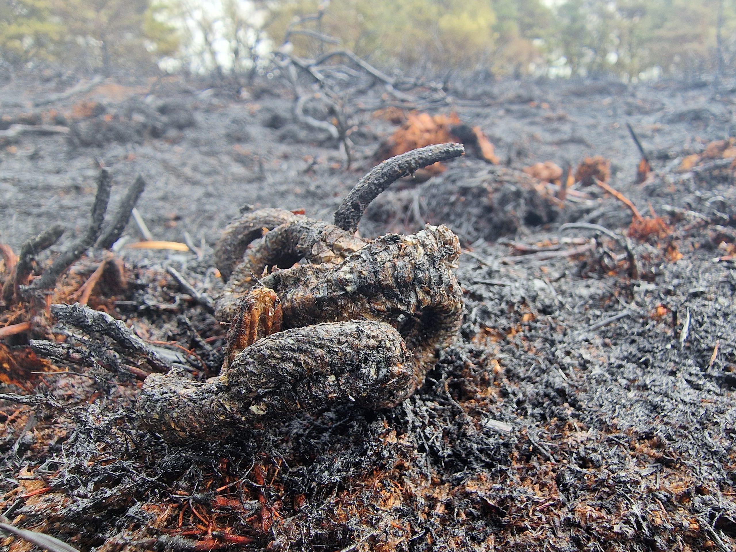 Burnt snake St Catherines Hill Photo credit @arc-trust