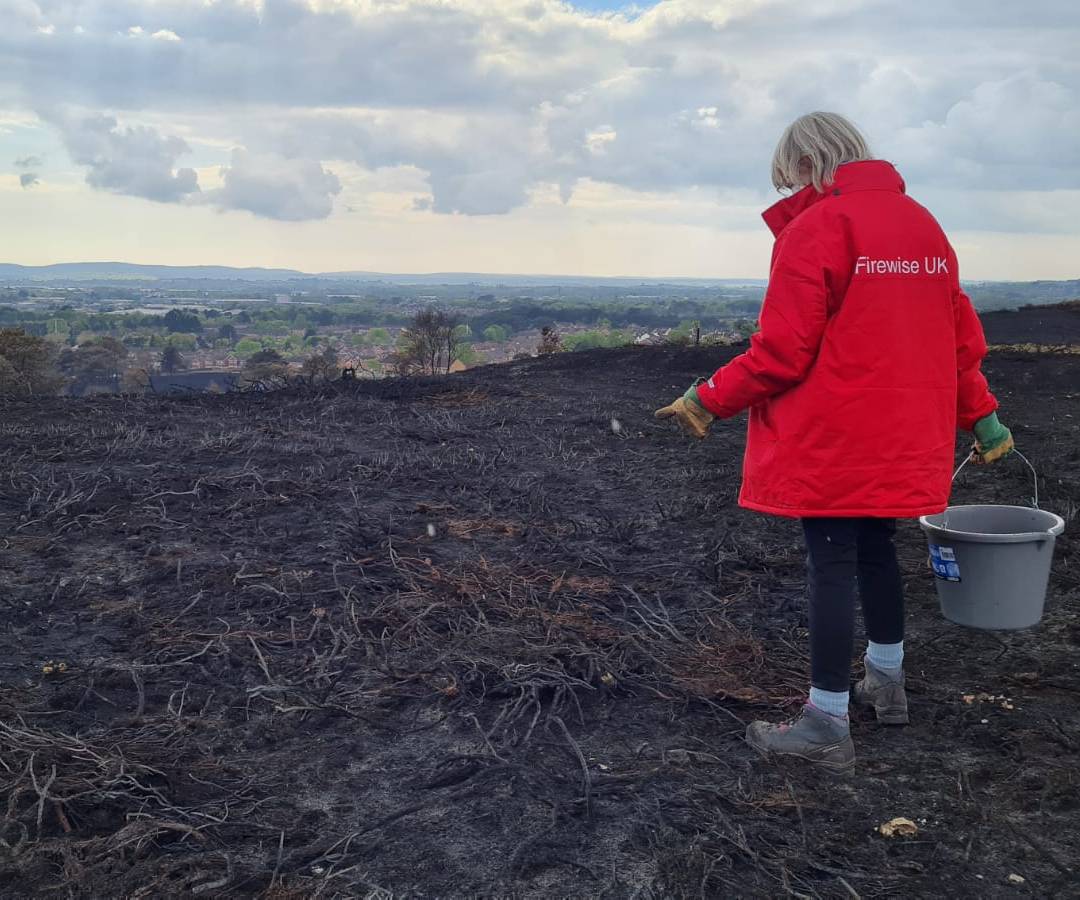 Volunteer searching for reptiles after the Canford Heath fire.