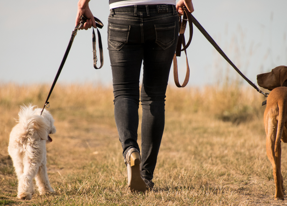 Dog mess increase affecting reserves and visitors, says wildlife trust