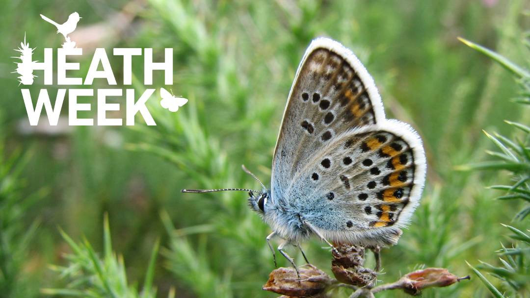Heath Week butterfly