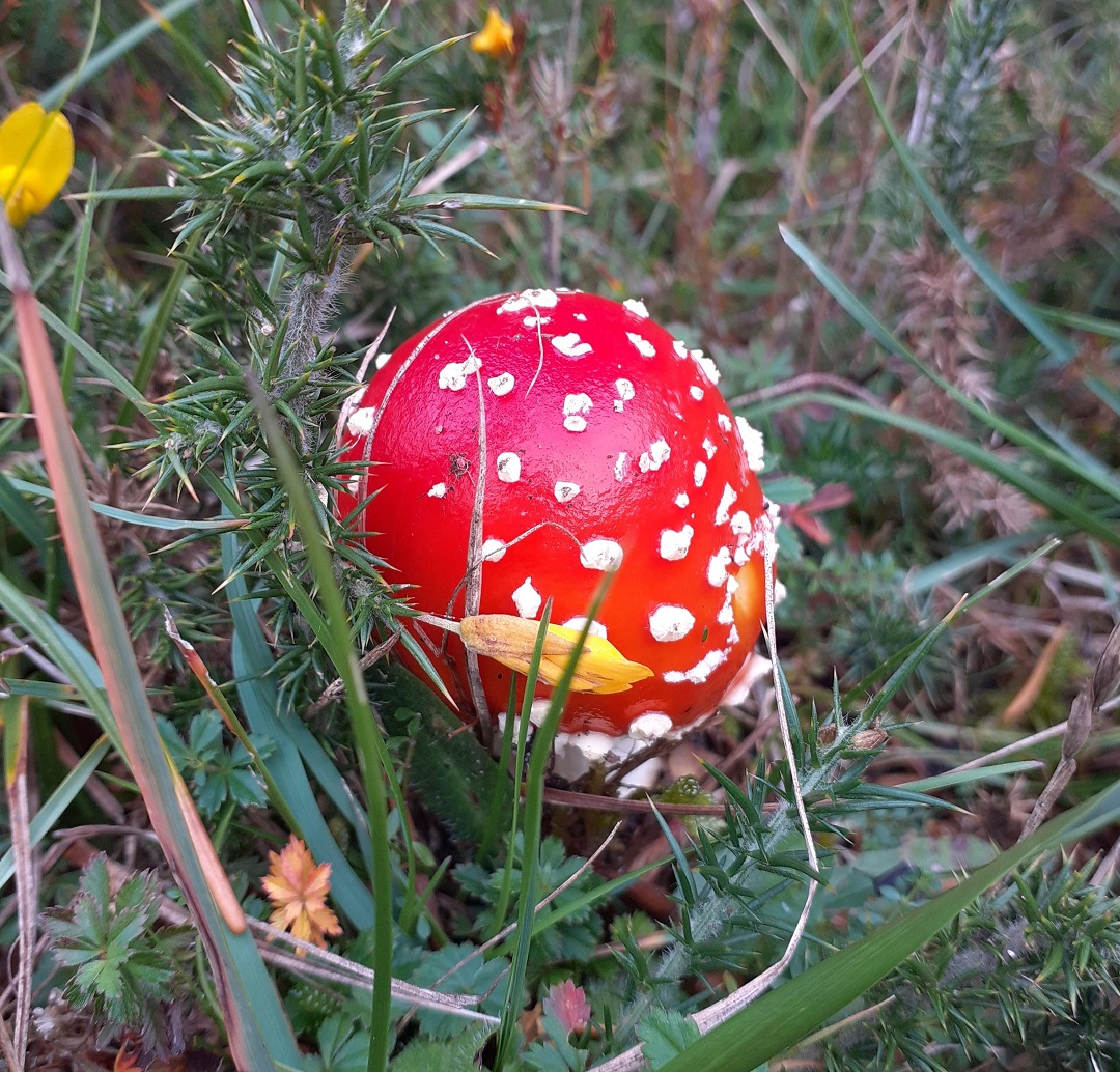 Fly agaric toadstool