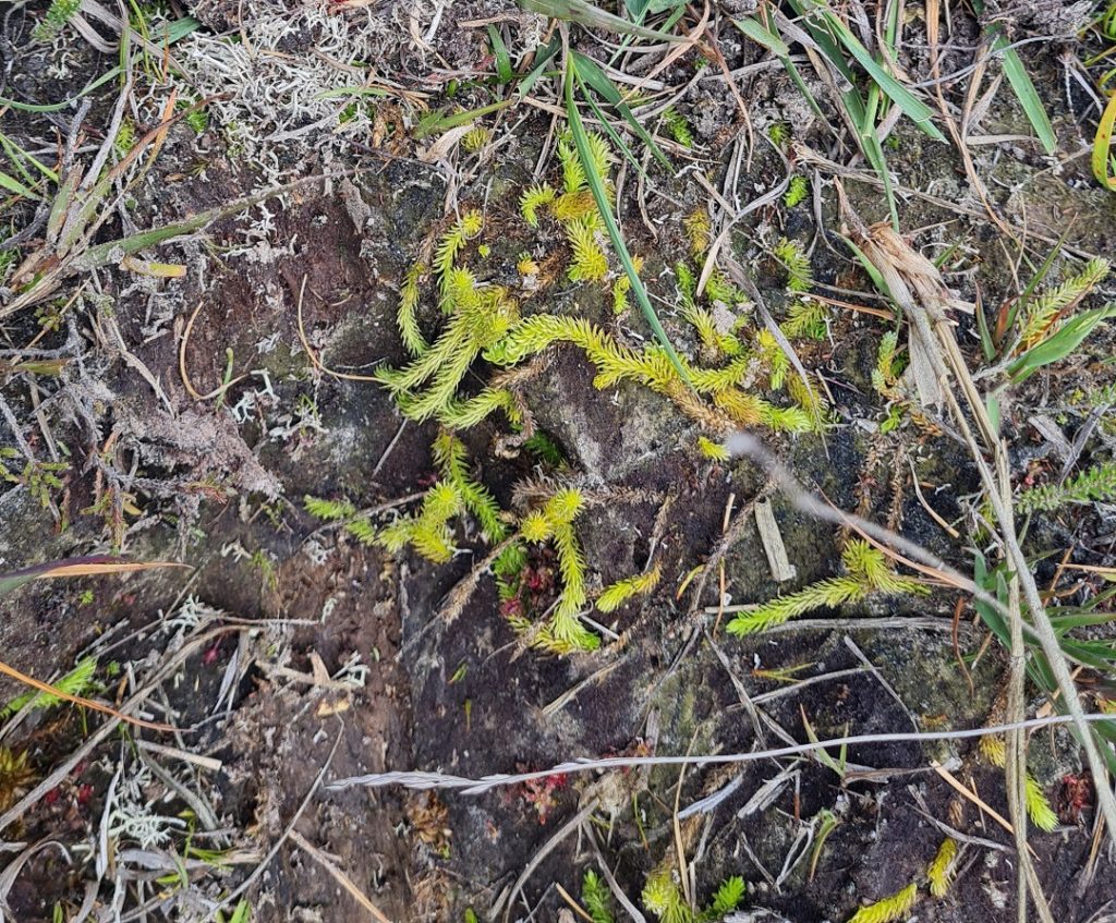 Marsh clubmoss