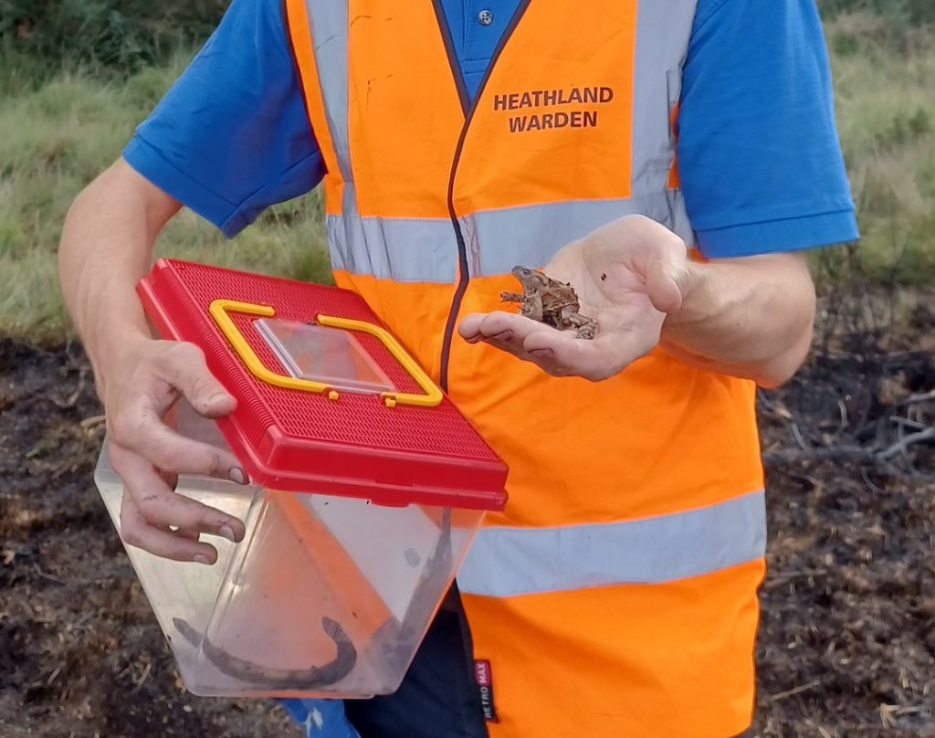 Winfrith reptile rescue Aug 2022