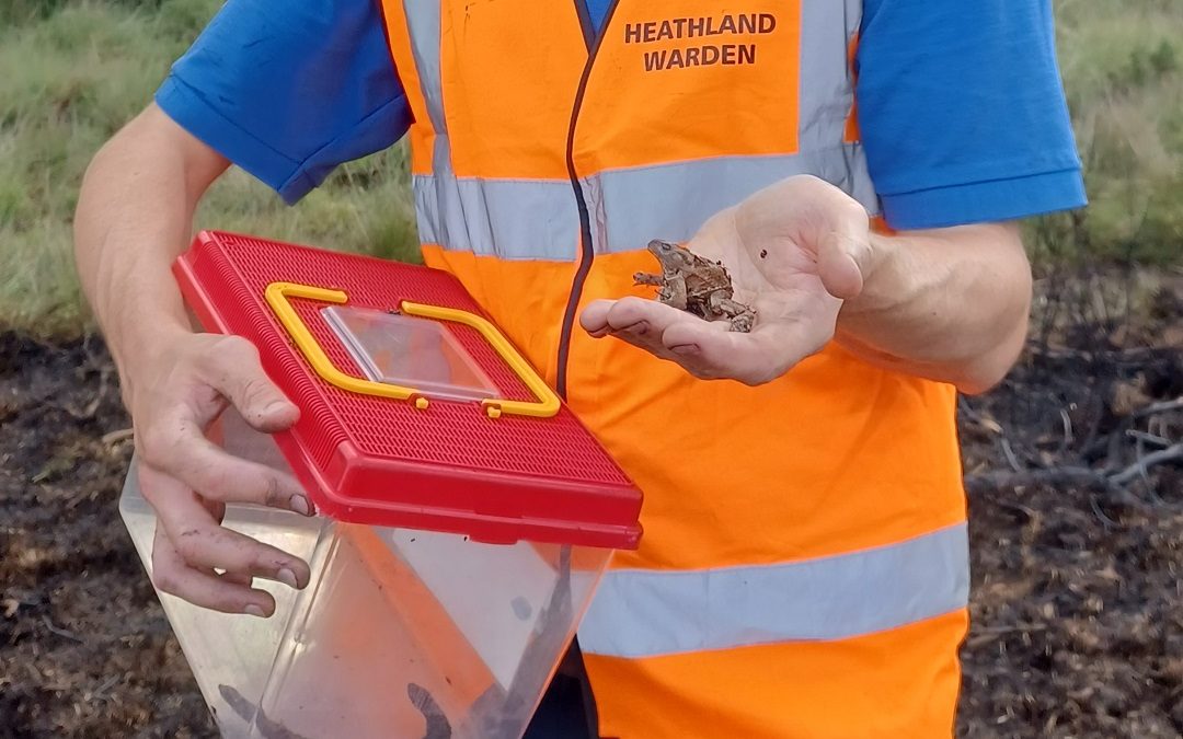 Heathland fire thought deliberate