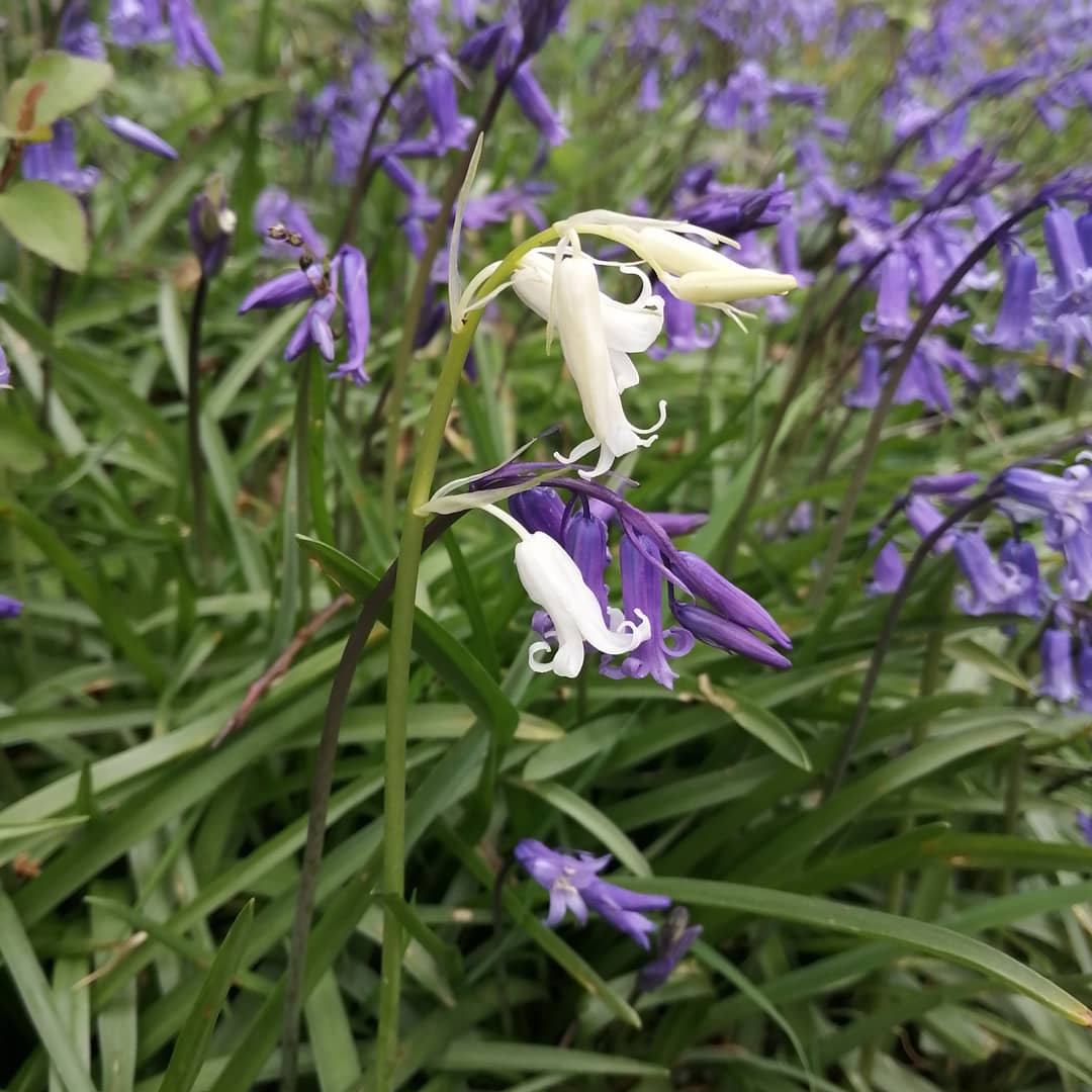 Bluebells