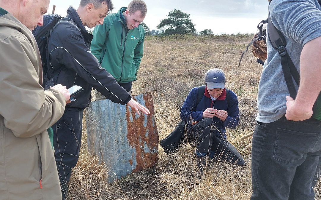 Reptile survey training with @ARC
