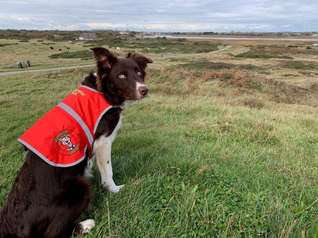 K9 Firewise Patrol volunteer dog