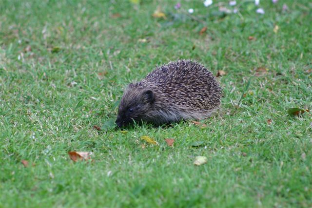 Hedgehog on grass