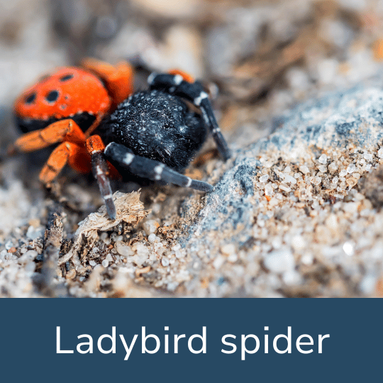 LADYBIRD SPIDER FACT FILE