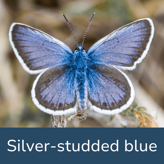 SILVER STUDDED BLUE FACT FILE