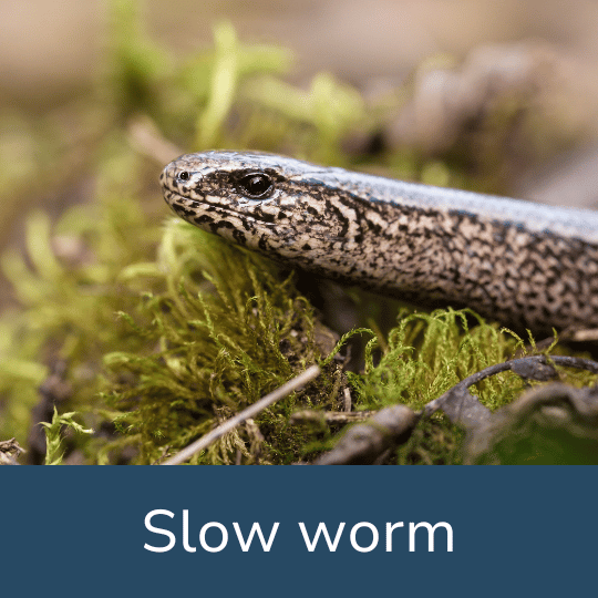 SLOW WORM FACT FILE